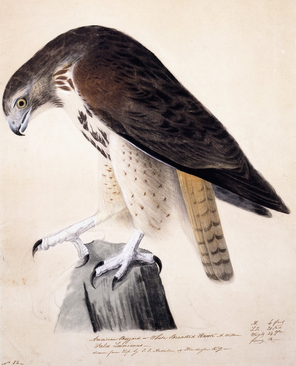 myszołów amerykański lub jastrząb biały, autorstwa John James Audubon