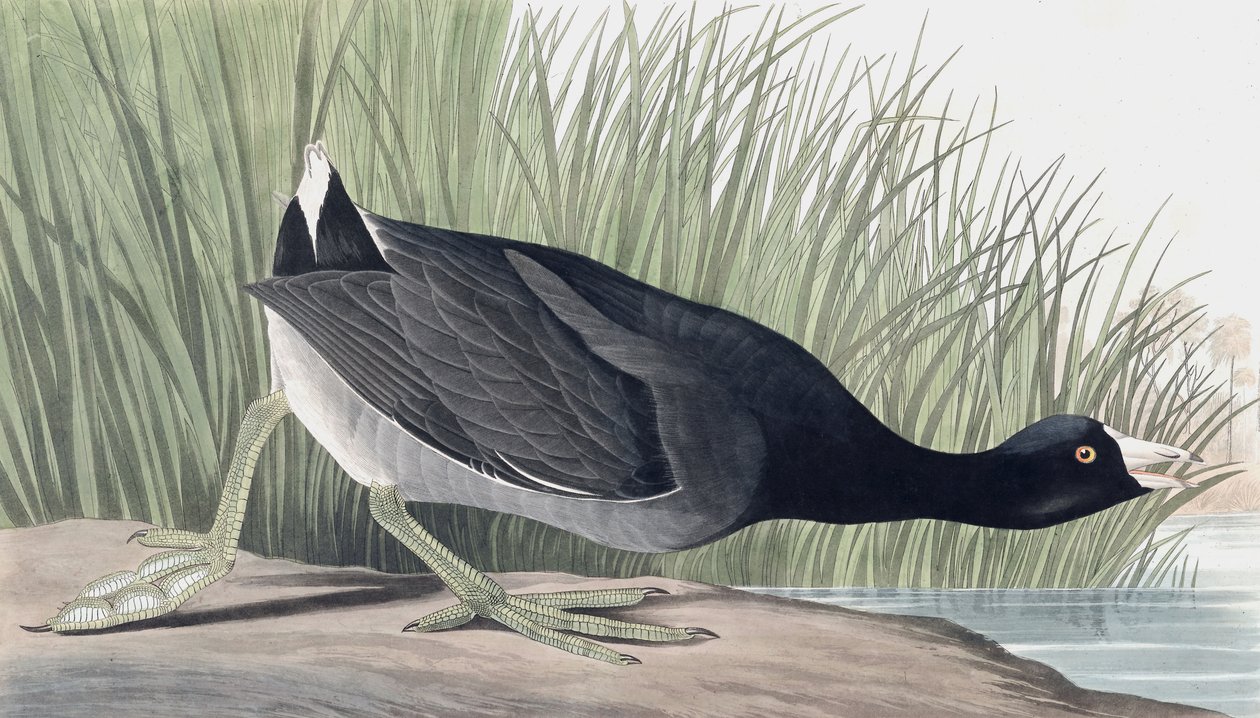 American Coot, Fulica Americana, z „Ptaków Ameryki” Johna J. Audubona, wyd. 1827-38 autorstwa John James Audubon