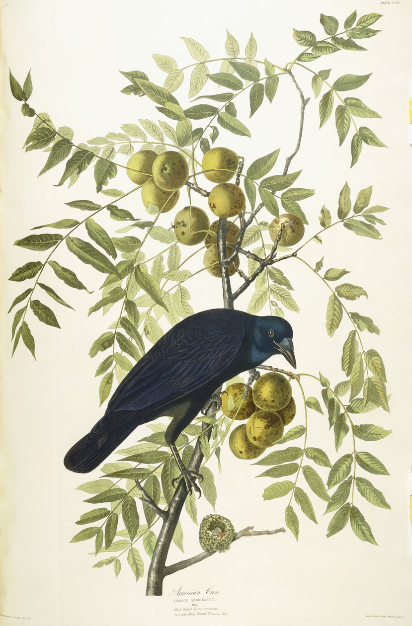 Wrona amerykańska, 1833 autorstwa John James Audubon
