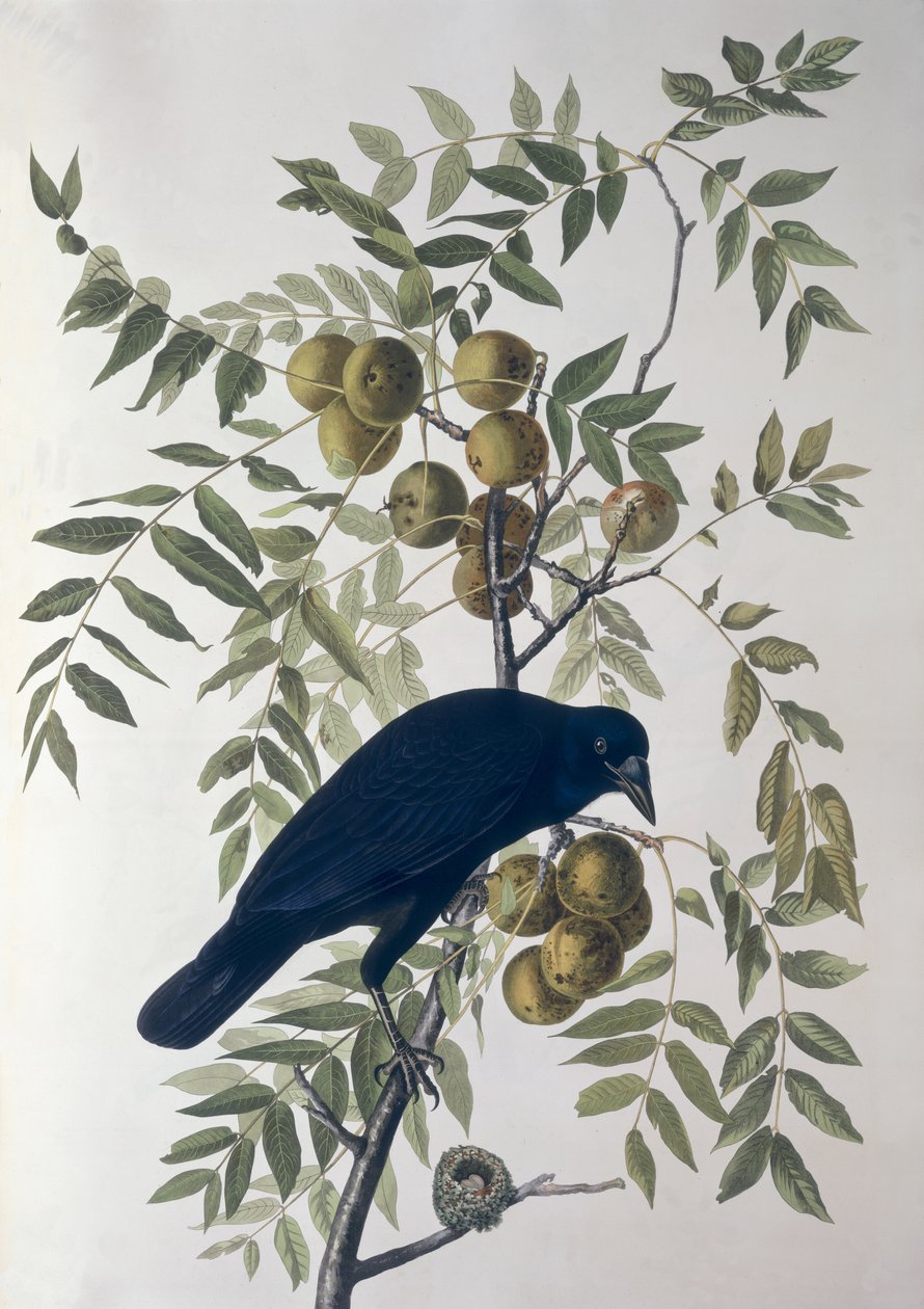 Wrona amerykańska, z Birds of America autorstwa John James Audubon