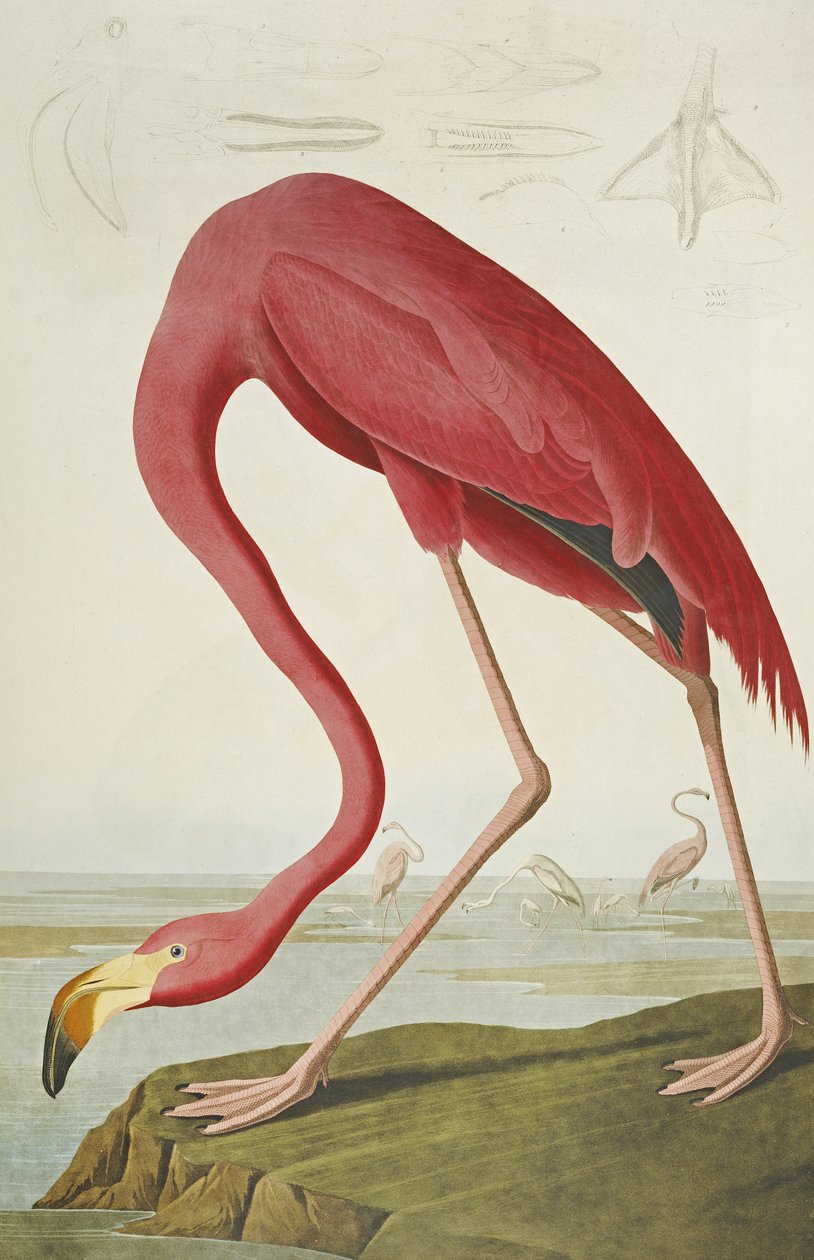 Amerykański flaming, z „Ptaki Ameryki” autorstwa John James Audubon