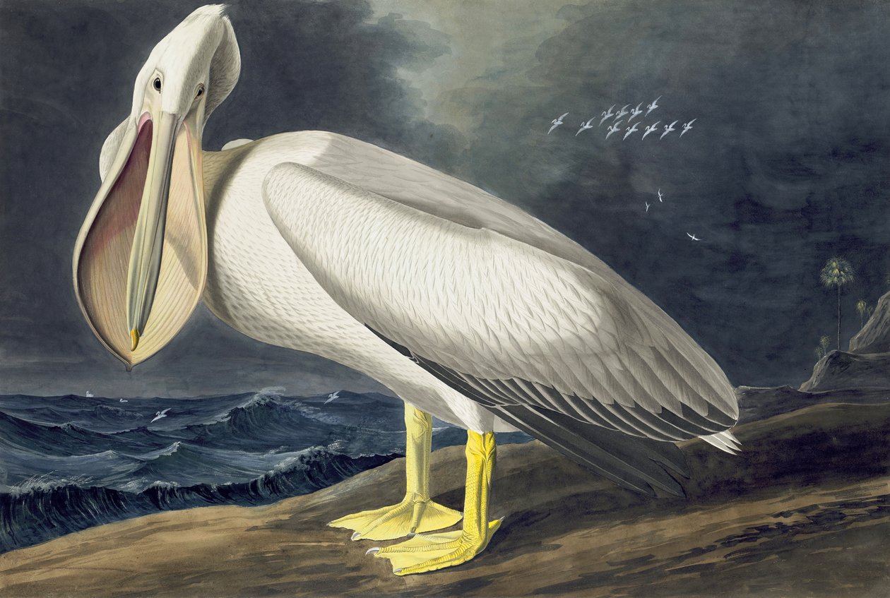 American White Pelican, Pelecanus Erythrorhynchos, z „Ptaki Ameryki” Johna J. Audubona, wyd. 1827-38 autorstwa John James Audubon