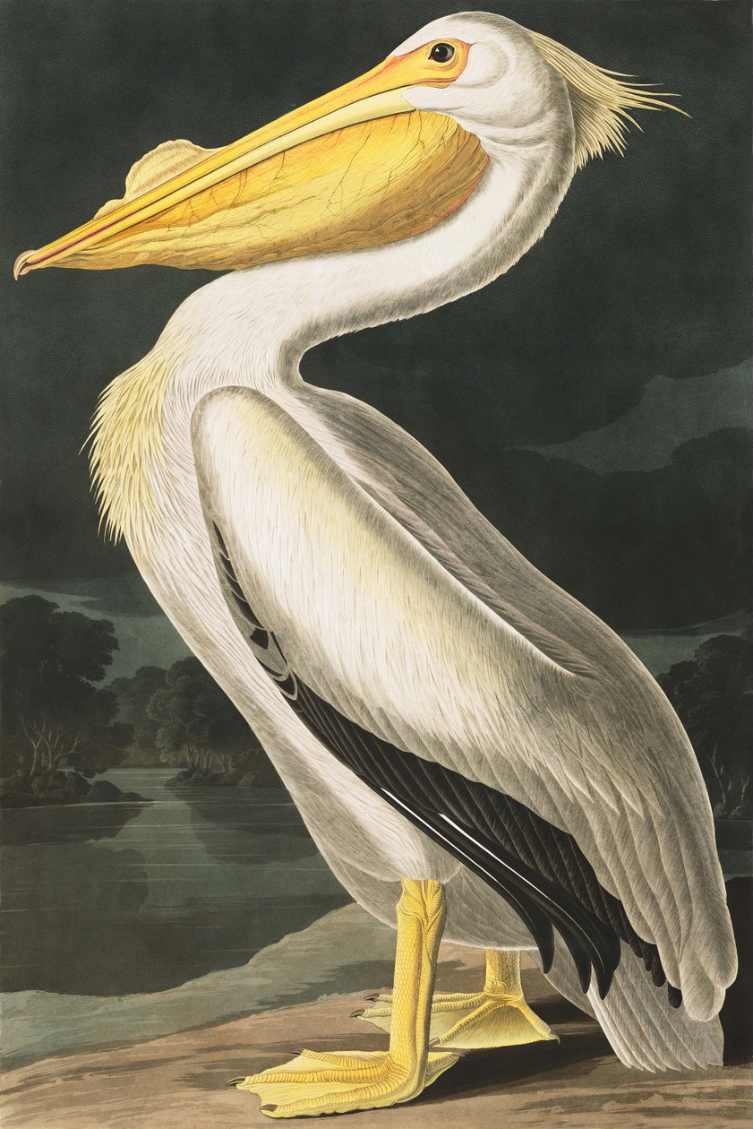 American White Pelican, Pelecanus Erythrorhynchos, z „Ptaki Ameryki” Johna J. Audubona, wyd. 1827-38 autorstwa John James Audubon