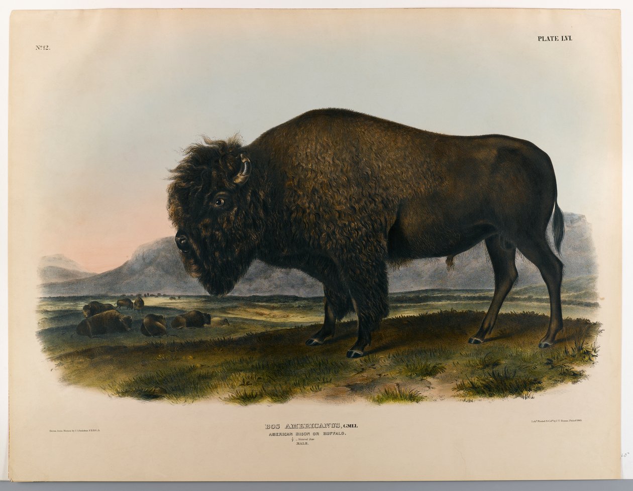Bizon lub bawół autorstwa John James Audubon