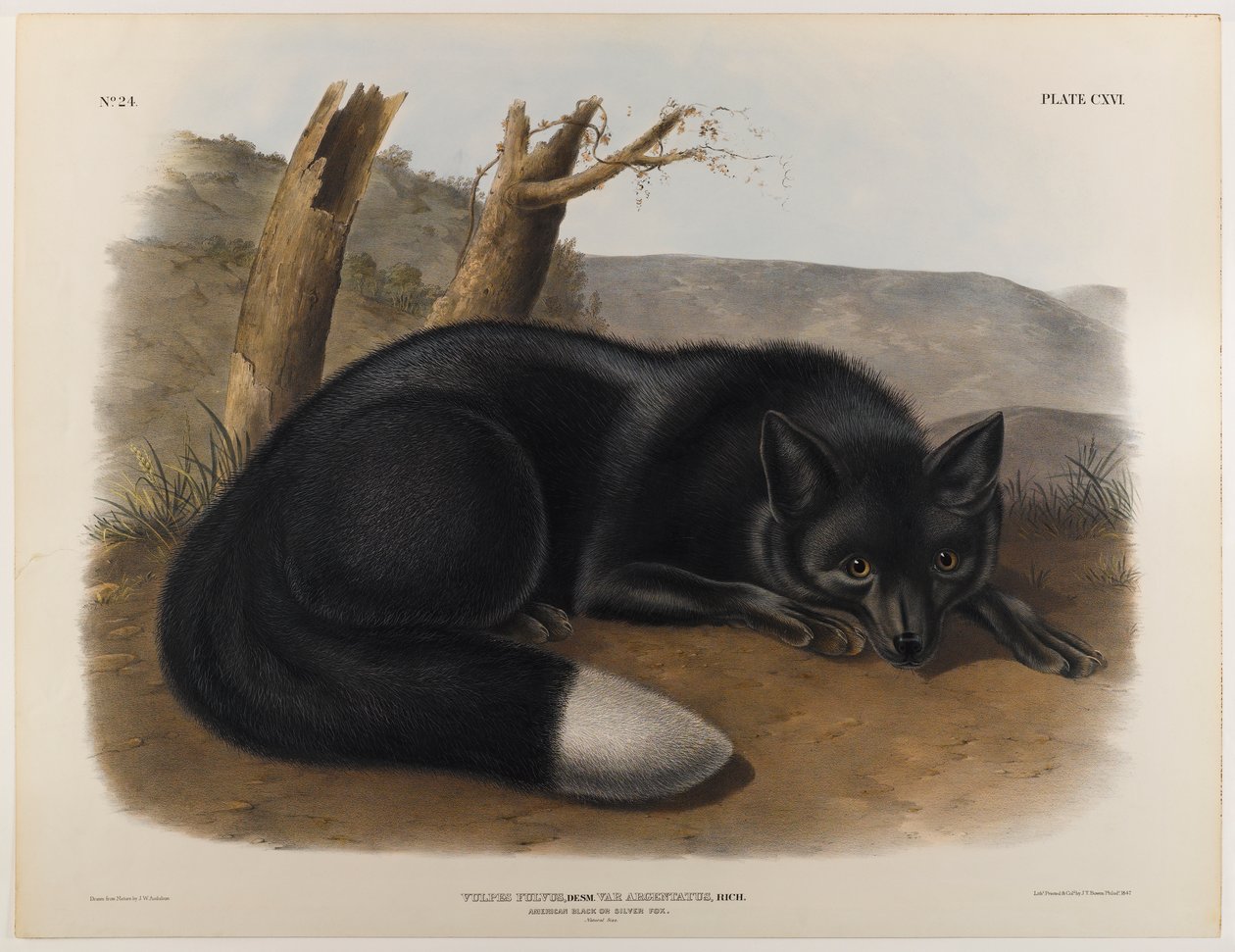 Amerykański czarny lub srebrny lis autorstwa John James Audubon