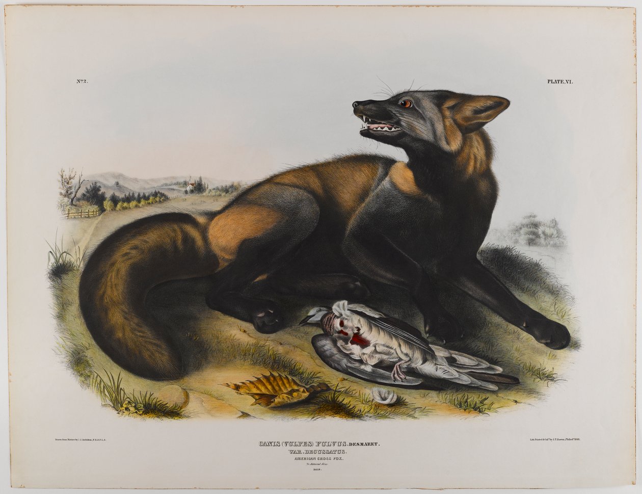 Amerykański lis krzyżowy autorstwa John James Audubon