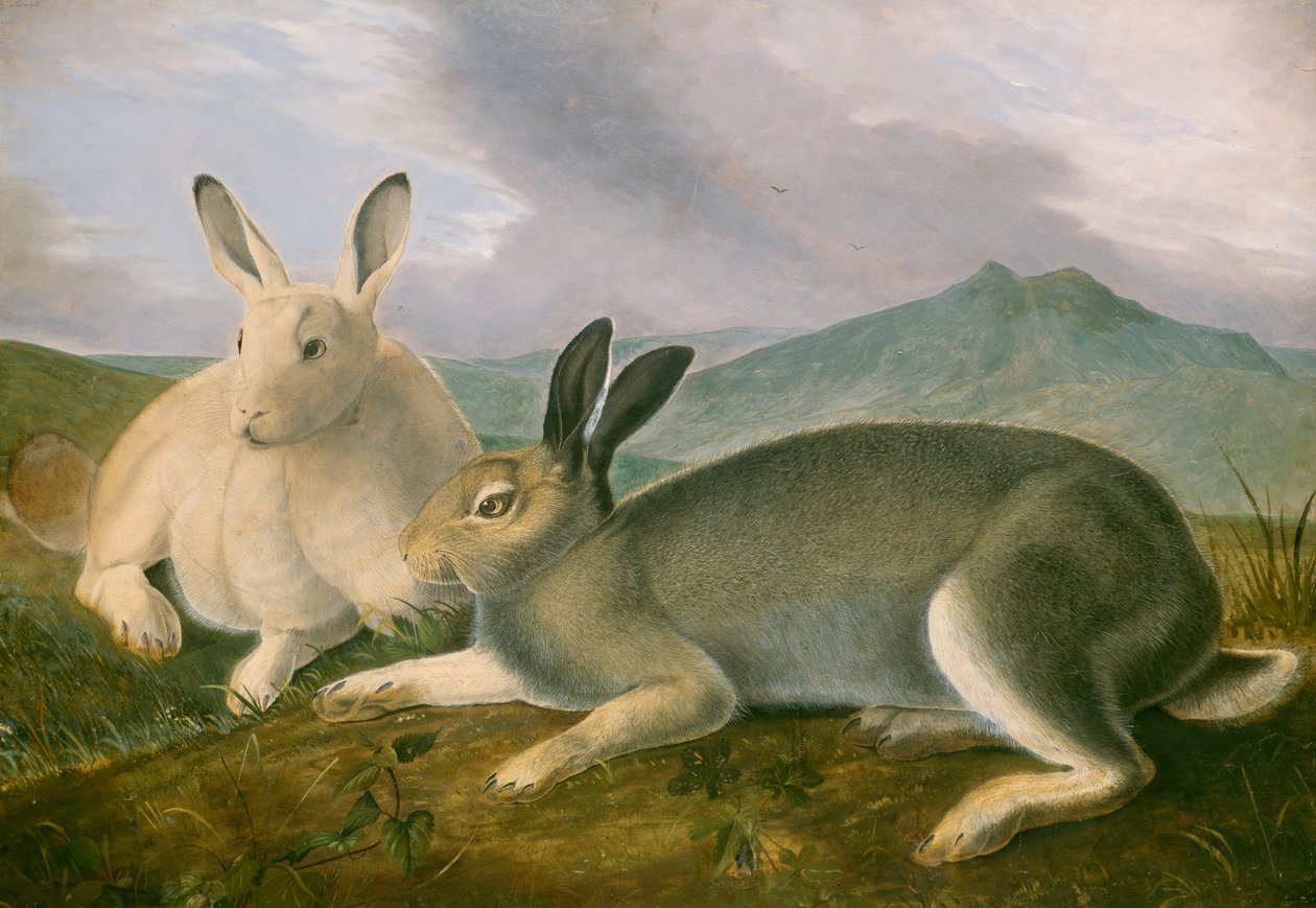 Zając polarny autorstwa John James Audubon