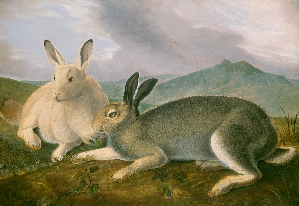 Zając polarny, ok. 1841 (pióro i czarny tusz z akwarelą i farbą olejną na papierze) autorstwa John James Audubon