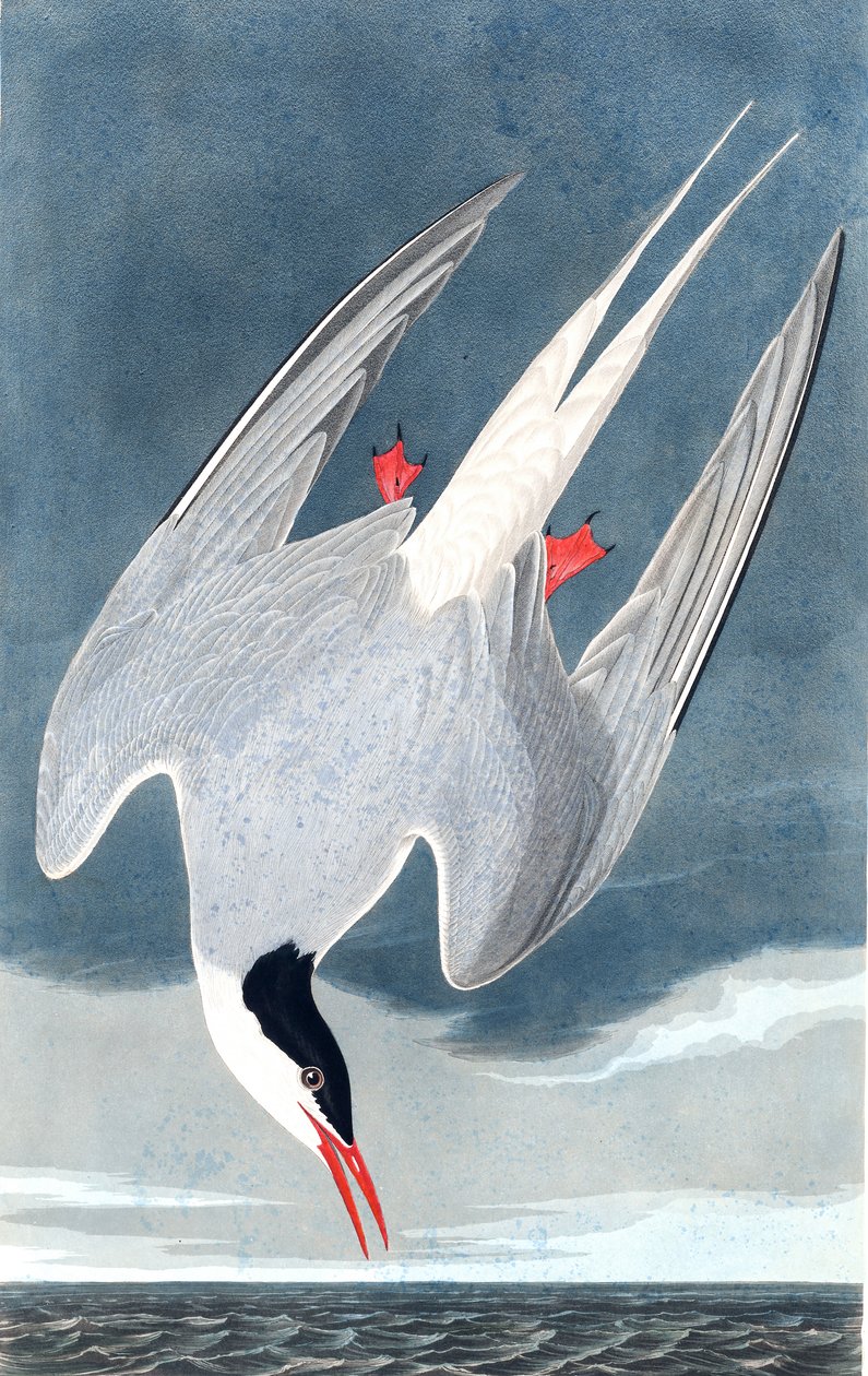 Rybitwa popielata, Sterna Paradisaea, z „Ptaki Ameryki” Johna J. Audubona, wyd. 1827-38 autorstwa John James Audubon