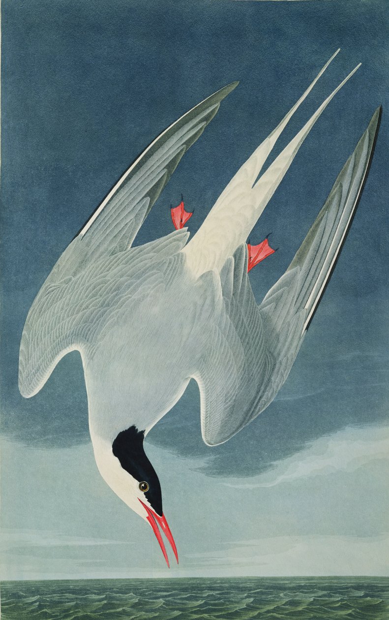 Rybitwa popielata, z „Birds of America”, rycina Roberta Havella (1793-1878) opublikowana w 1835 r. autorstwa John James Audubon