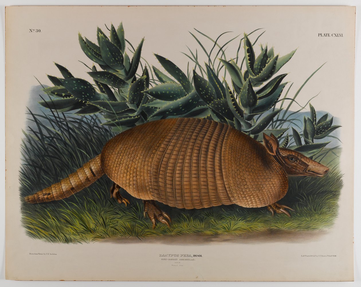 Pancernik autorstwa John James Audubon
