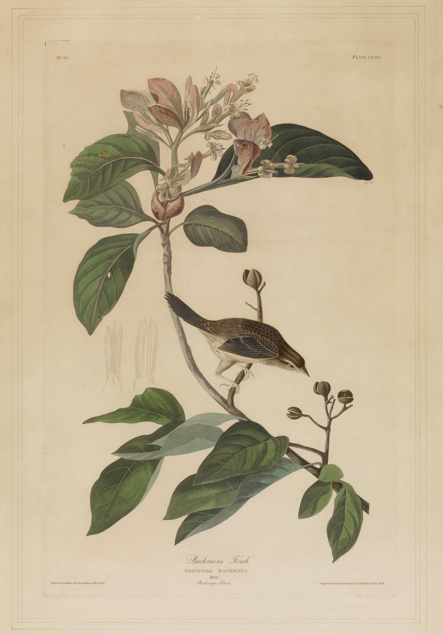 Zięba Bachmana autorstwa John James Audubon