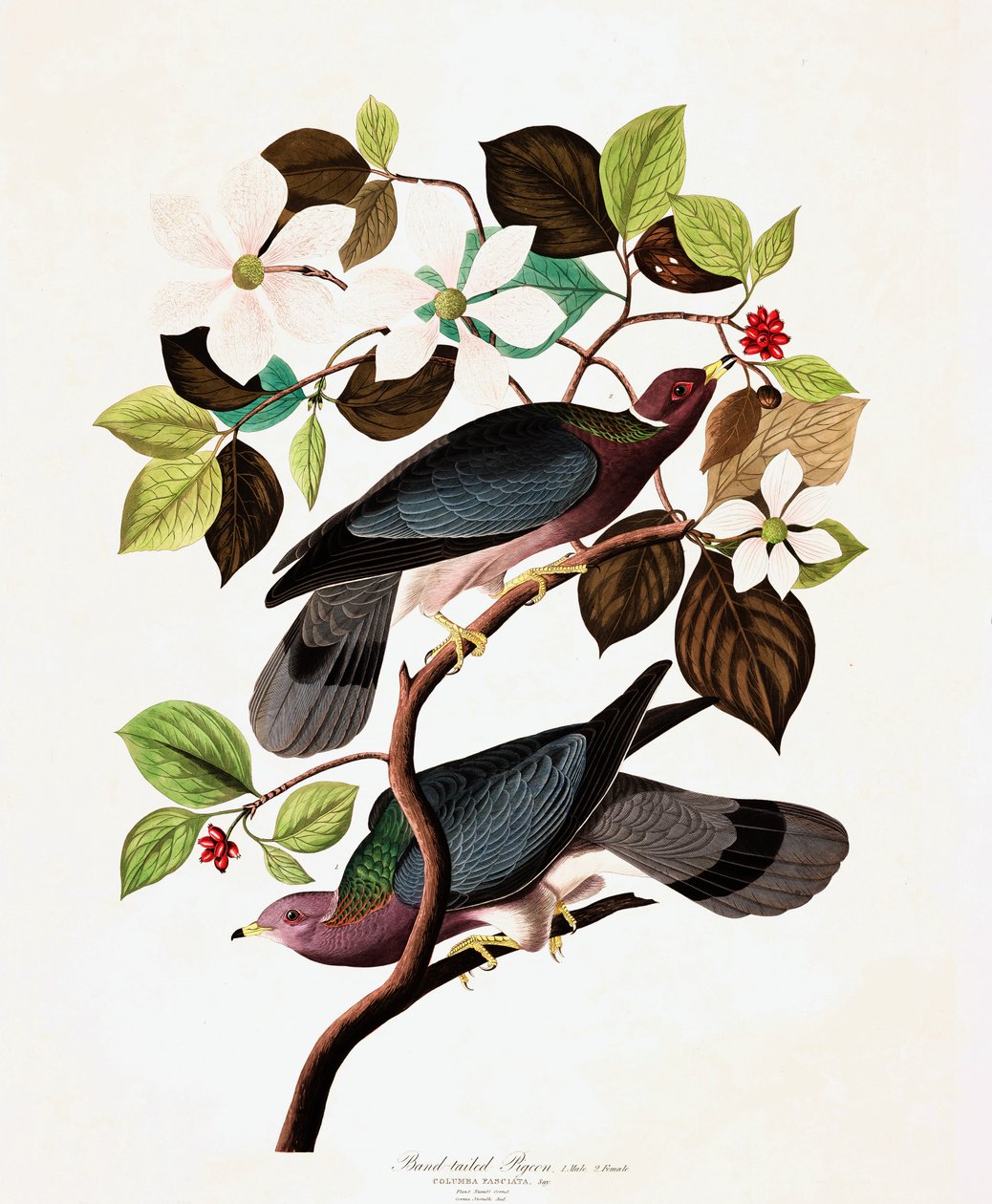 Zespół Tailed Pigeon, Columba Fasciata, z filmu „Ptaki Ameryki” Johna J. Audubona, wyd. 1827-38 autorstwa John James Audubon