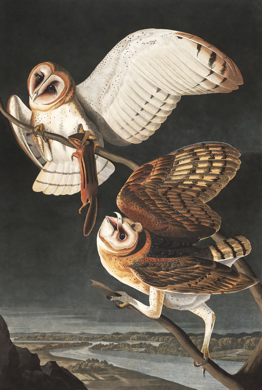 Płomykówka, Tyto Alba, z „Ptaki Ameryki” Johna J. Audubona, wyd. 1827-38 autorstwa John James Audubon
