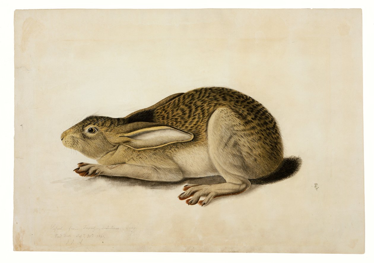 Zając czarnoogonowy autorstwa John James Audubon