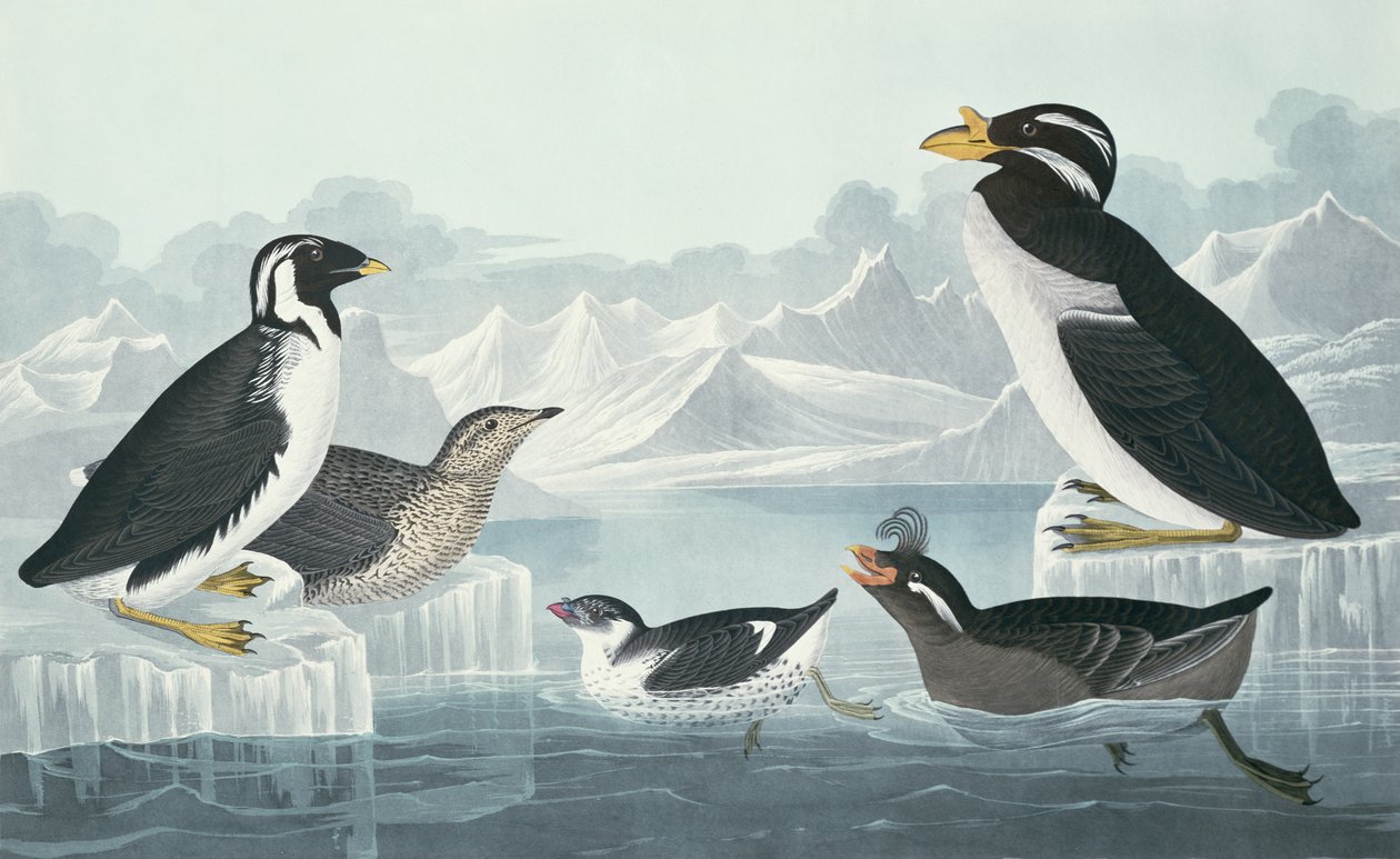 Guillemot czarnogardły, alczyk szlachecki, alczyk kędzierzawy, guillemot rogaty, czerpany z natury autorstwa John James Audubon