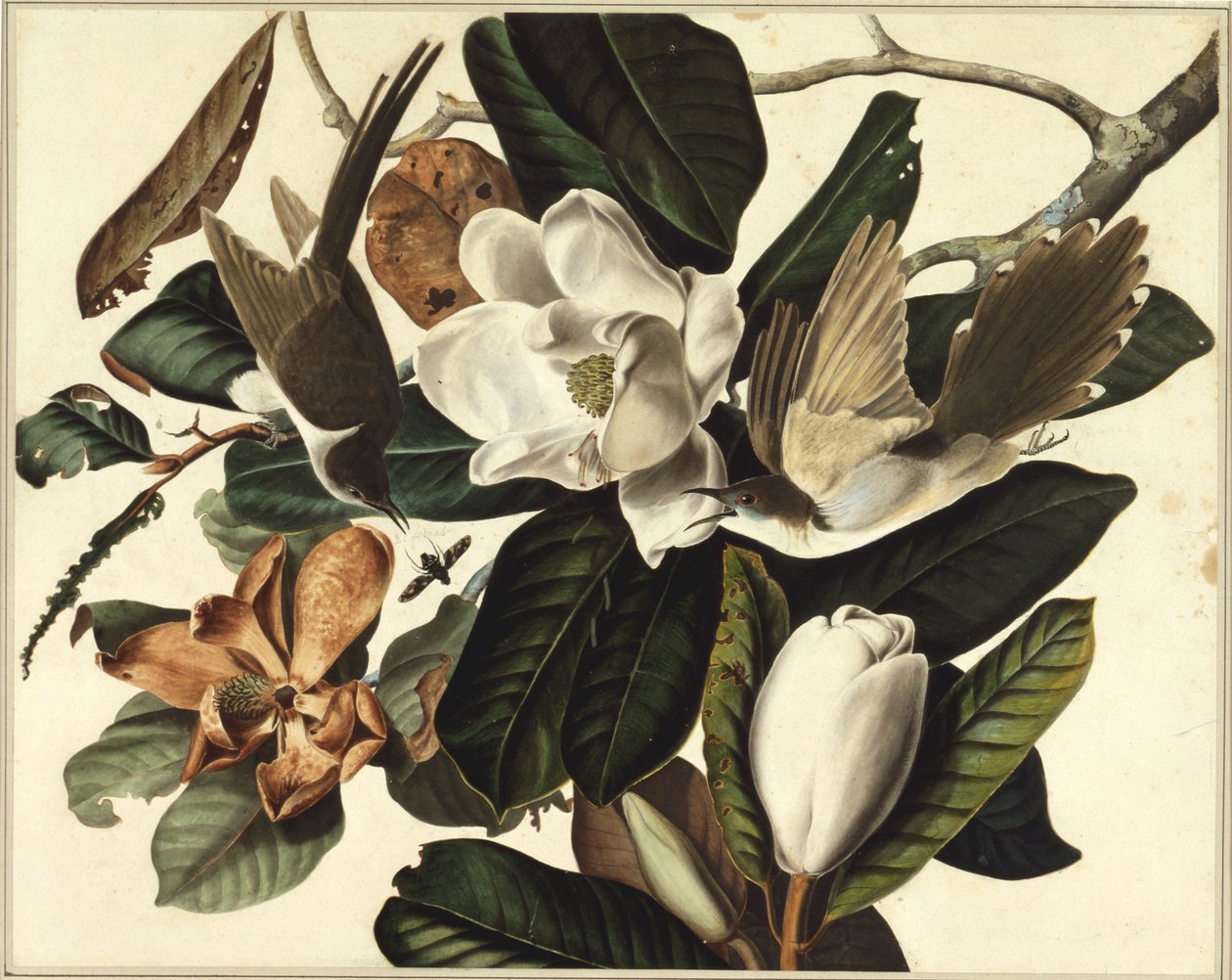 Kukułka czarnodzioba, 1822 (wc i grafit na papierze) autorstwa John James Audubon