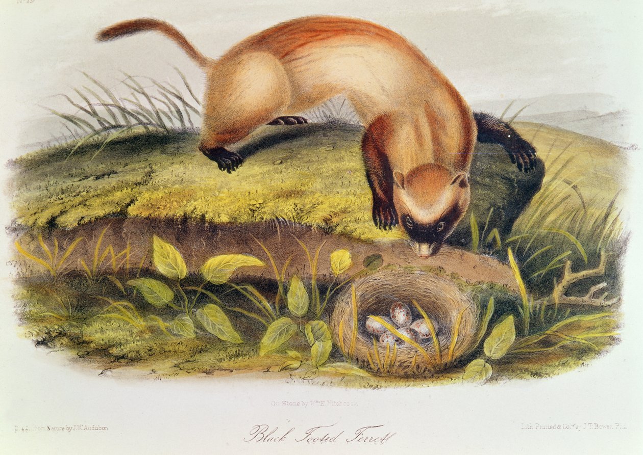 Fretka czarnonoga z czworonogów Ameryki Północnej (1842-5) autorstwa John James Audubon