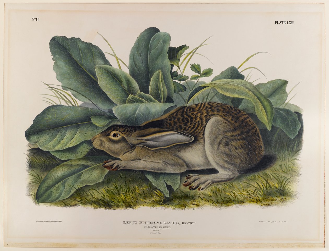 Zając czarnoogoniasty autorstwa John James Audubon