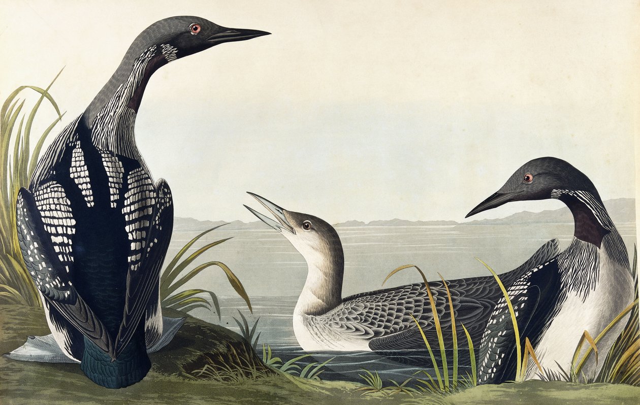 Czarnogardły nurek autorstwa John James Audubon