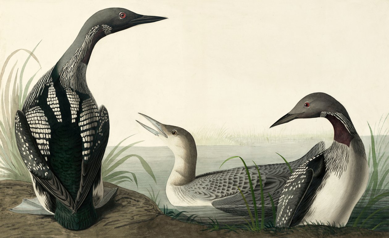 Czarnogardły nurek, Colymbus Arcticus, z „Ptaki Ameryki” Johna J. Audubona, wyd. 1827-38 autorstwa John James Audubon
