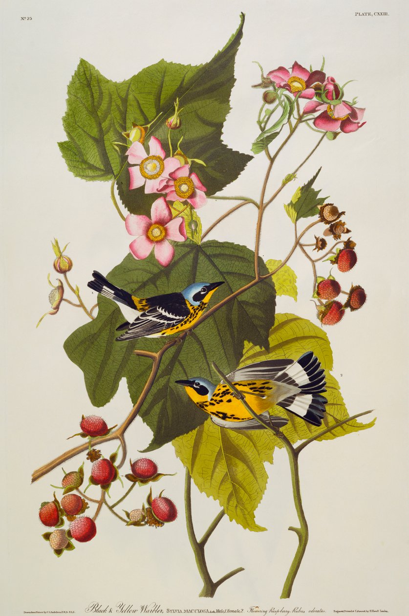 Pokrzewka czarno-żółta. Pokrzewka magnolii autorstwa John James Audubon