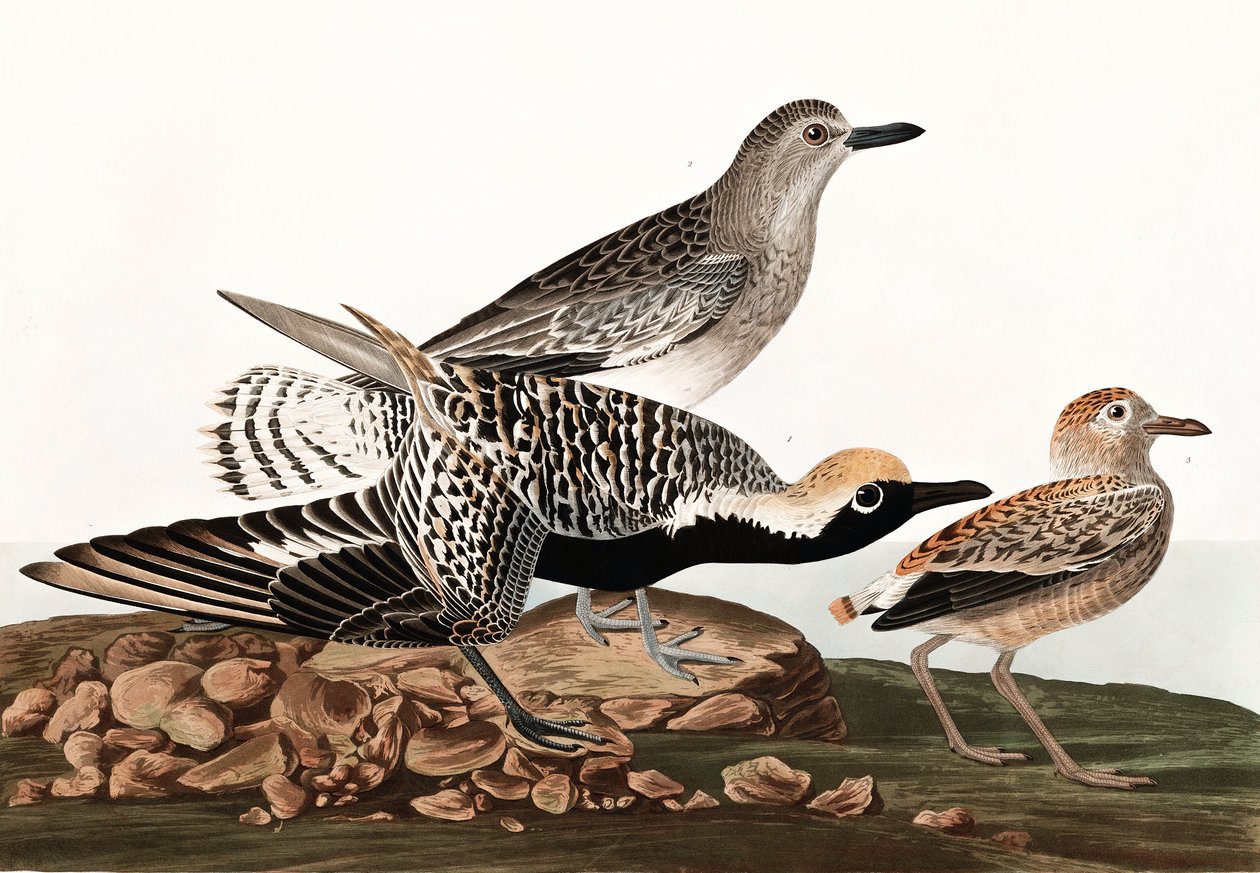 Sieweczka czarnobrzucha, Charadrius Helveticus, z „Ptaki Ameryki” Johna J. Audubona, wyd. 1827-38 autorstwa John James Audubon