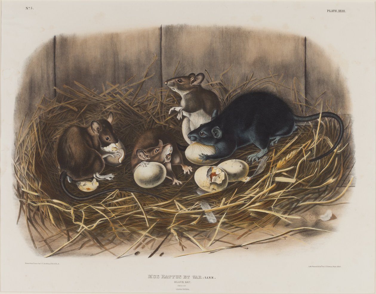 Czarny szczur, ok.1845 autorstwa John James Audubon