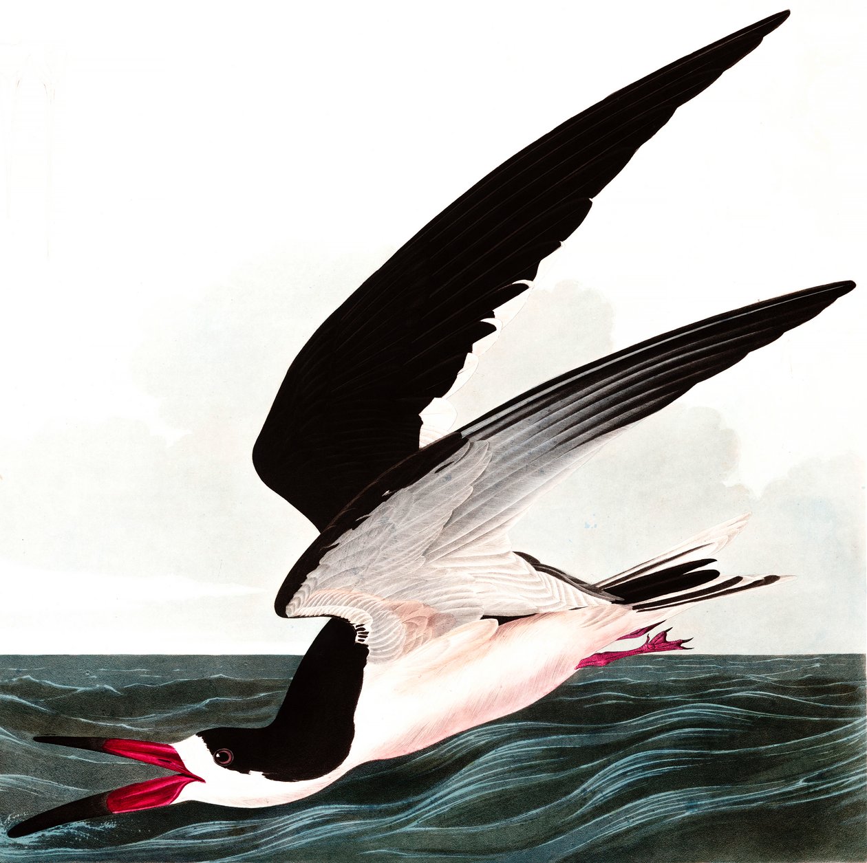 Black Skimmer lub Shearwater, Rhincops Nigra, z „Ptaki Ameryki” Johna J. Audubona, wyd. 1827-38 autorstwa John James Audubon