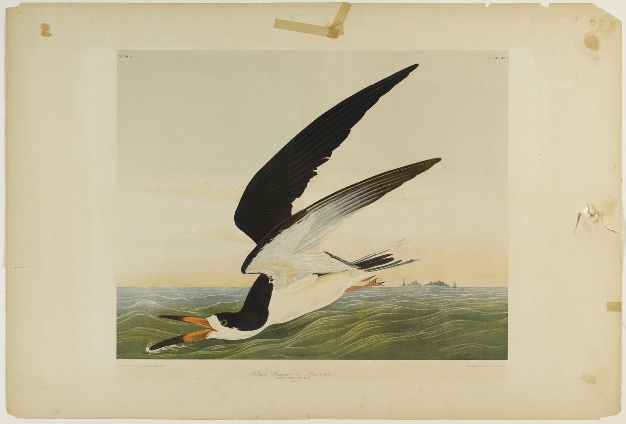 Black Skimmer lub Shearwater, wydrukowane przez Juliena Biena i wydane przez Roe Lockwood & Son, 1861 (chromolitografia) autorstwa John James Audubon