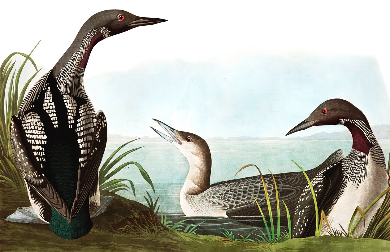 Black Throated Diver, Colymbus Arcticus, z „Ptaki Ameryki” Johna J. Audubona, wyd. 1827-38 autorstwa John James Audubon