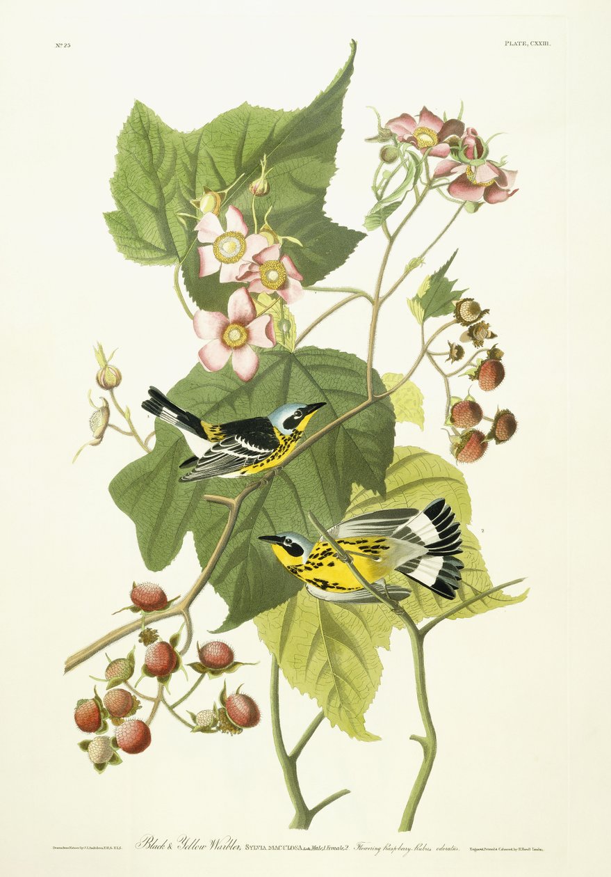 Pokrzewka czarno-żółta i malina kwitnąca, ok. 1826-1838 autorstwa John James Audubon