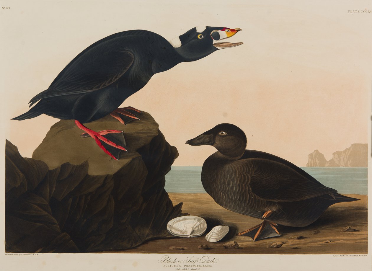 Kaczka czarna lub surfowa, 1836 (wc na papierze) autorstwa John James Audubon
