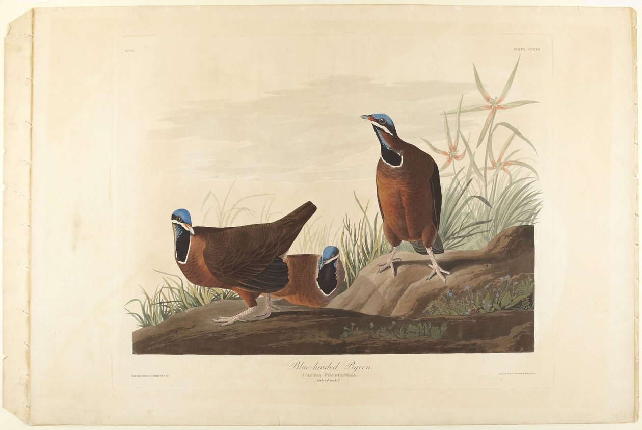 Gołąb niebieskogłowy autorstwa John James Audubon