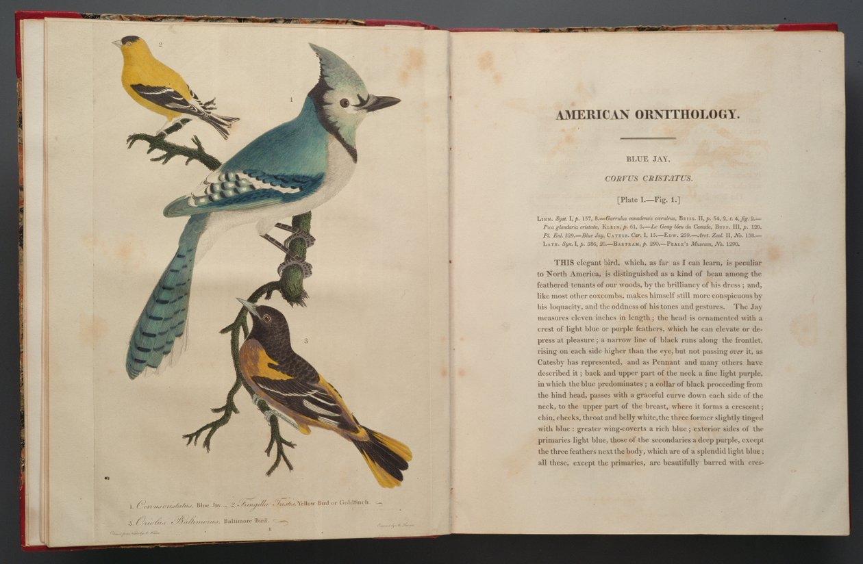 Blue Jay, strona z Elephant Folio (1827-38) autorstwa John James Audubon