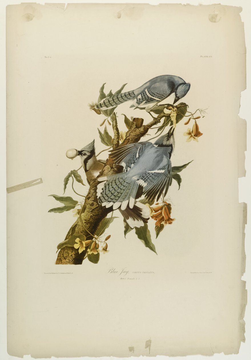 Blue Jay, wydrukowane przez Juliena Biena i wydane przez Roe Lockwood & Son, 1861 (chromolitografia) autorstwa John James Audubon
