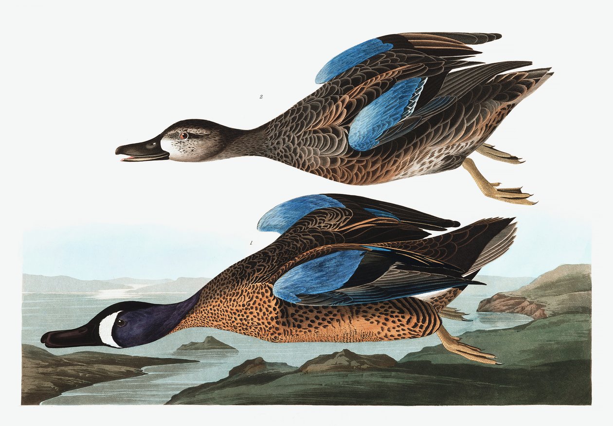 Blue Winged Teal, Anas Discors, z „Ptaki Ameryki” Johna J. Audubona, wyd. 1827-38 autorstwa John James Audubon