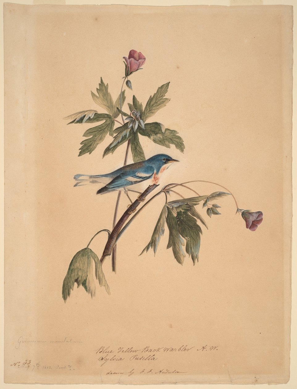 Szyjka niebiesko-żółta autorstwa John James Audubon