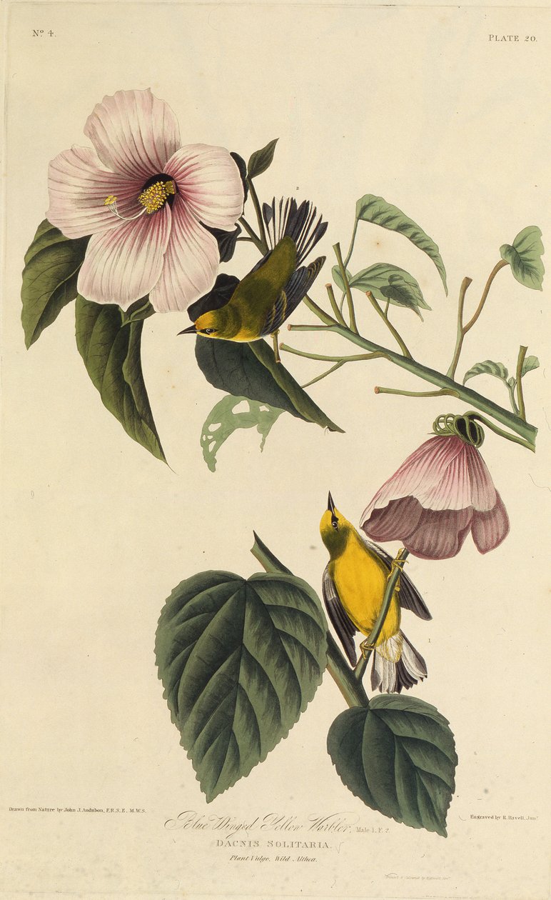 Niebieskoskrzydła żółta gajówka. Z Ptaków Ameryki, 1827-1838. autorstwa John James Audubon