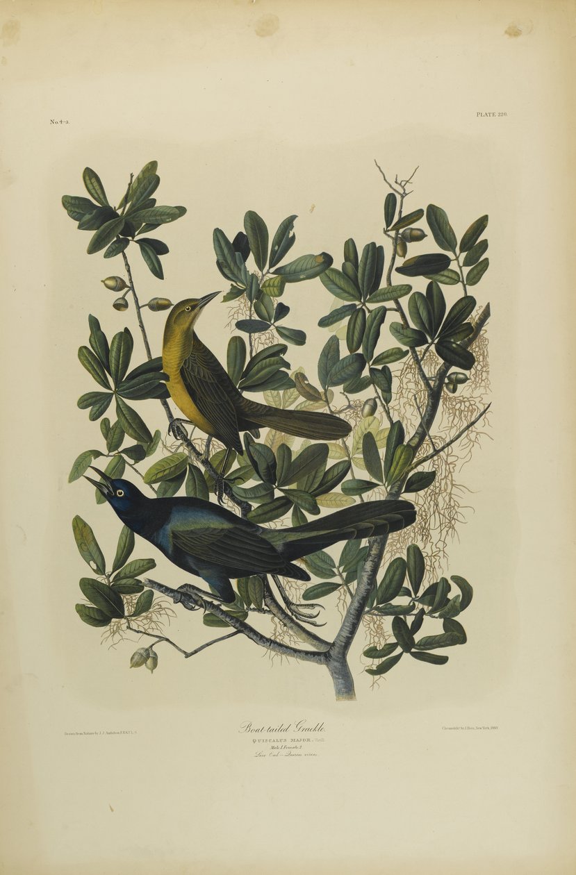 Grackle łódkowaty, wydrukowany przez Juliena Biena i opublikowany przez Roe Lockwood & Son, 1861 (chromolitografia) autorstwa John James Audubon