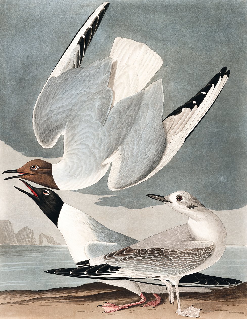 Bonapartian Gull, Larus Bonapartii, z „Ptaki Ameryki” Johna J. Audubona, wyd. 1827-38 autorstwa John James Audubon