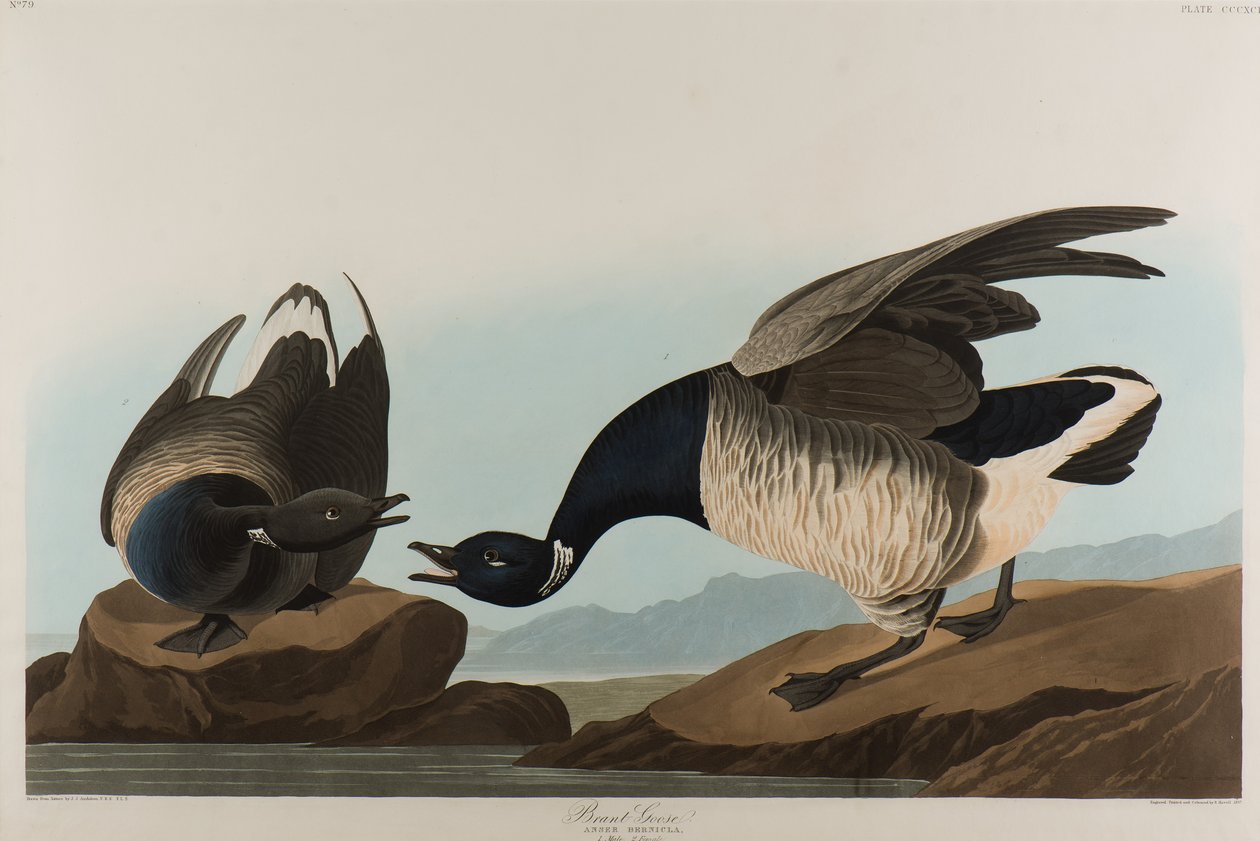 Gęś Brant, 1837 (wc na papierze) autorstwa John James Audubon
