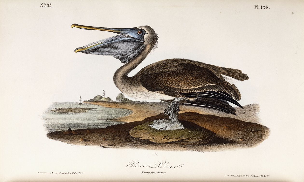 Pelikan brunatny autorstwa John James Audubon