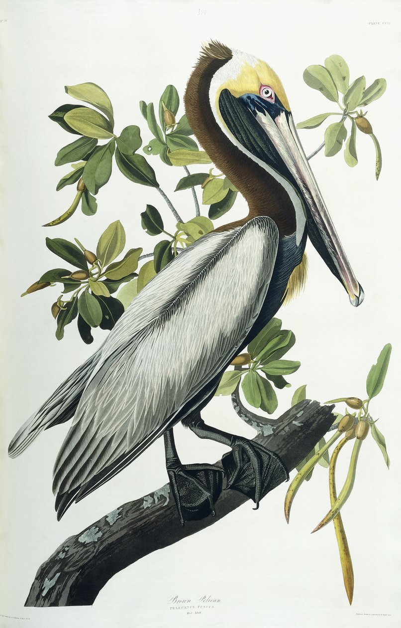 Pelikan brunatny, 1835 autorstwa John James Audubon
