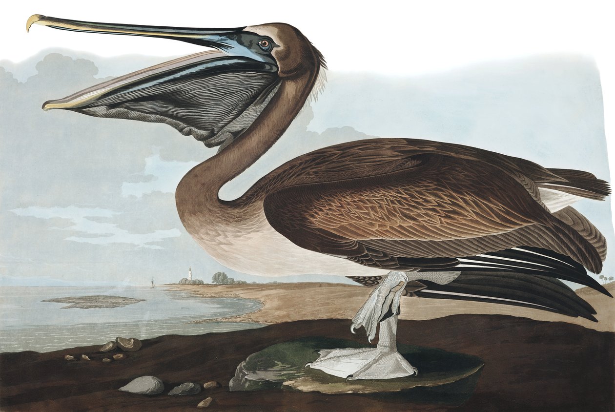 Pelikan brunatny, Pelecanus Fuscus, z „Ptaki Ameryki” Johna J. Audubona, wyd. 1827-38 autorstwa John James Audubon