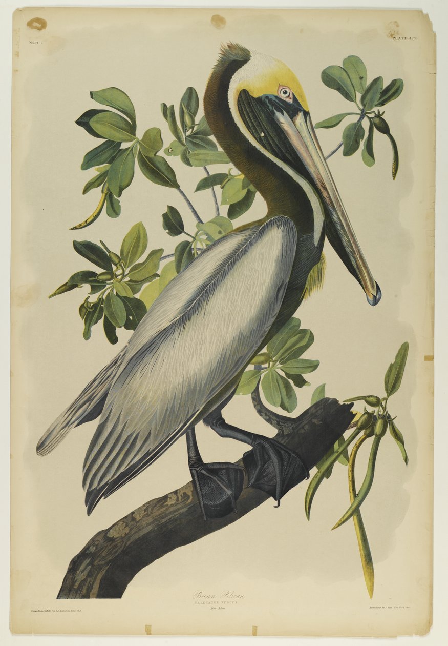 Pelikan brązowy, wydrukowany przez Juliena Biena i wydany przez Roe Lockwood & Son, 1861 (chromolitografia) autorstwa John James Audubon