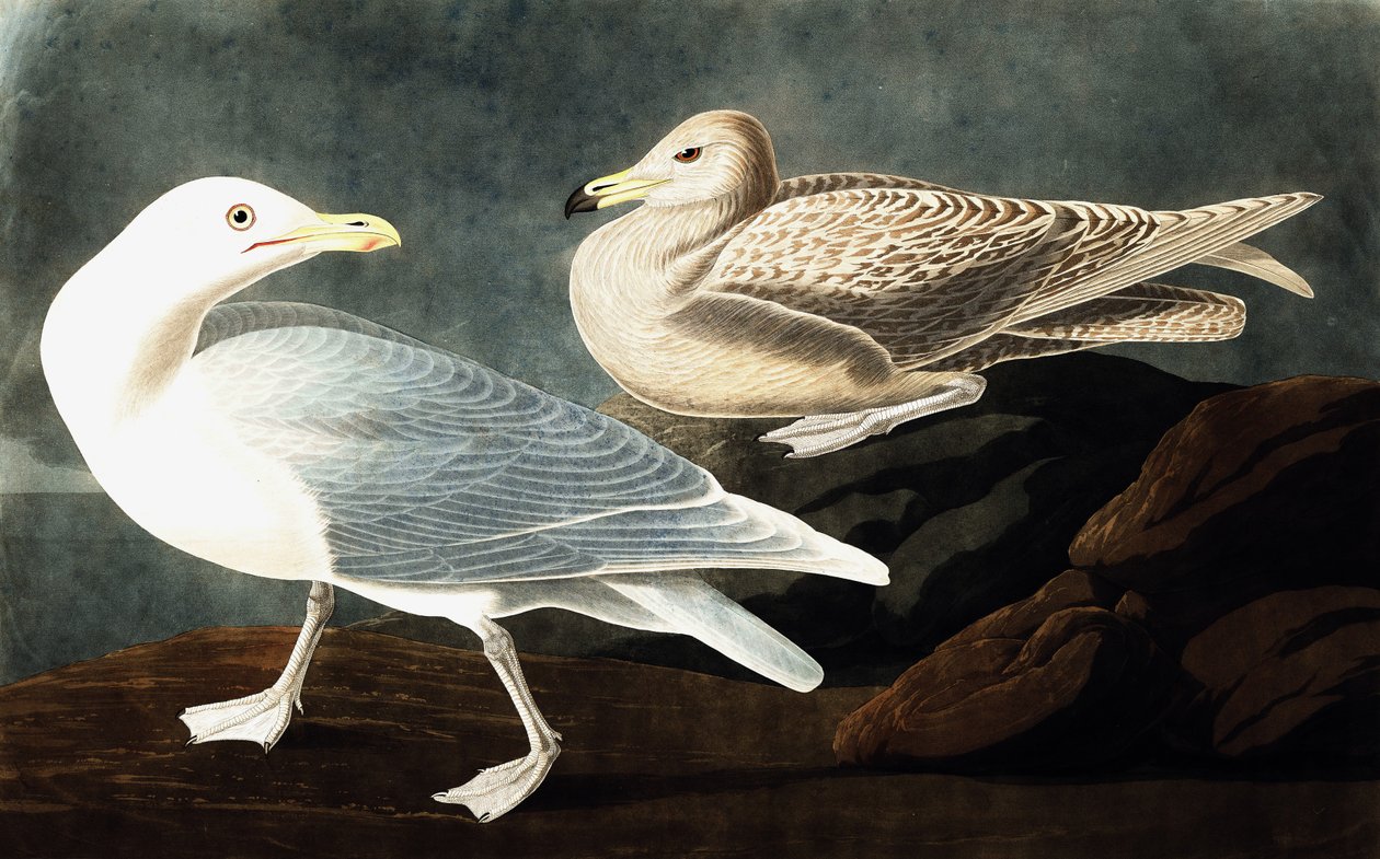 Burgomaster Gull, Larus Glaucus, z „Ptaków Ameryki” Johna J. Audubona, wyd. 1827-38 autorstwa John James Audubon