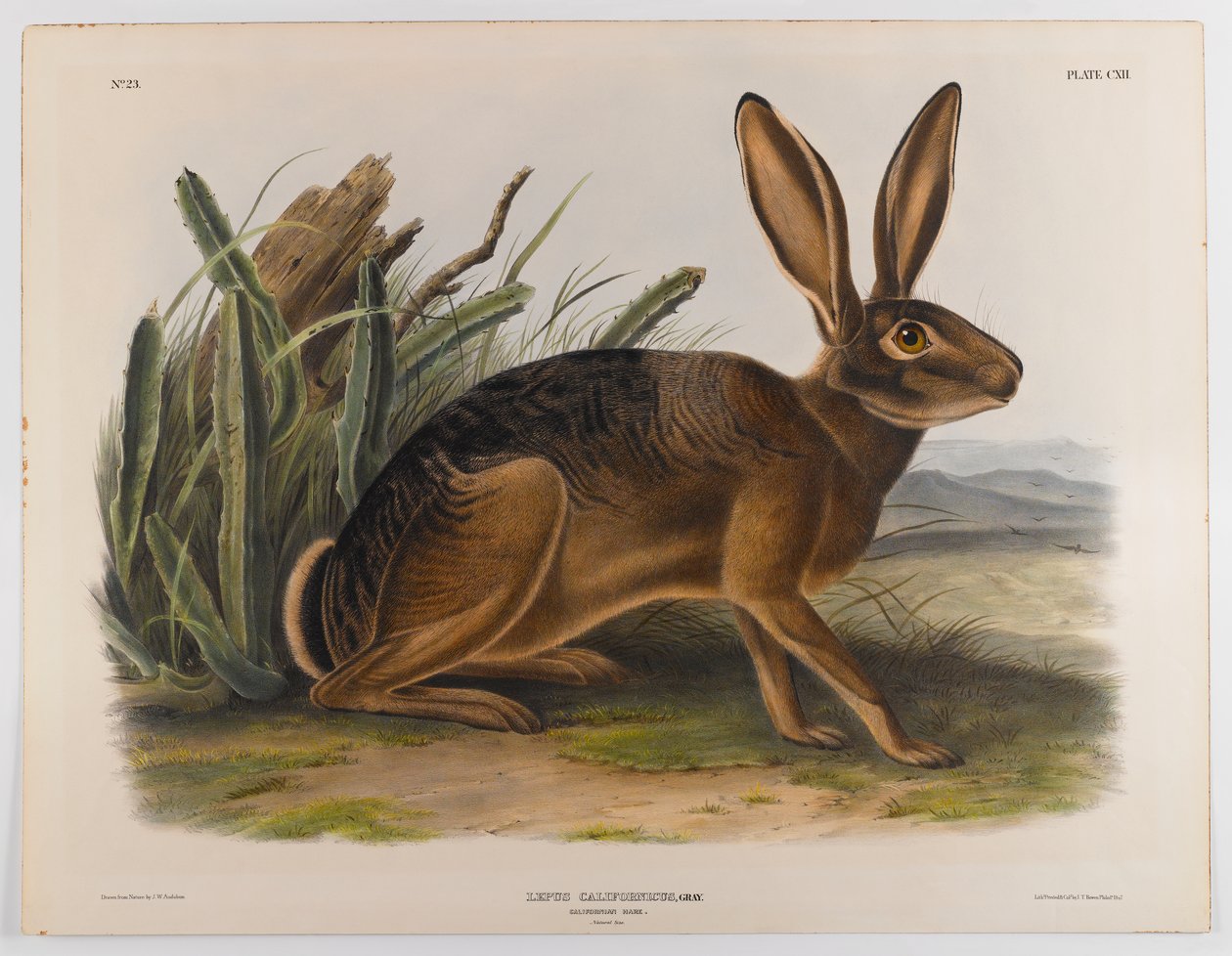 Zając kalifornijski, 1847 autorstwa John James Audubon