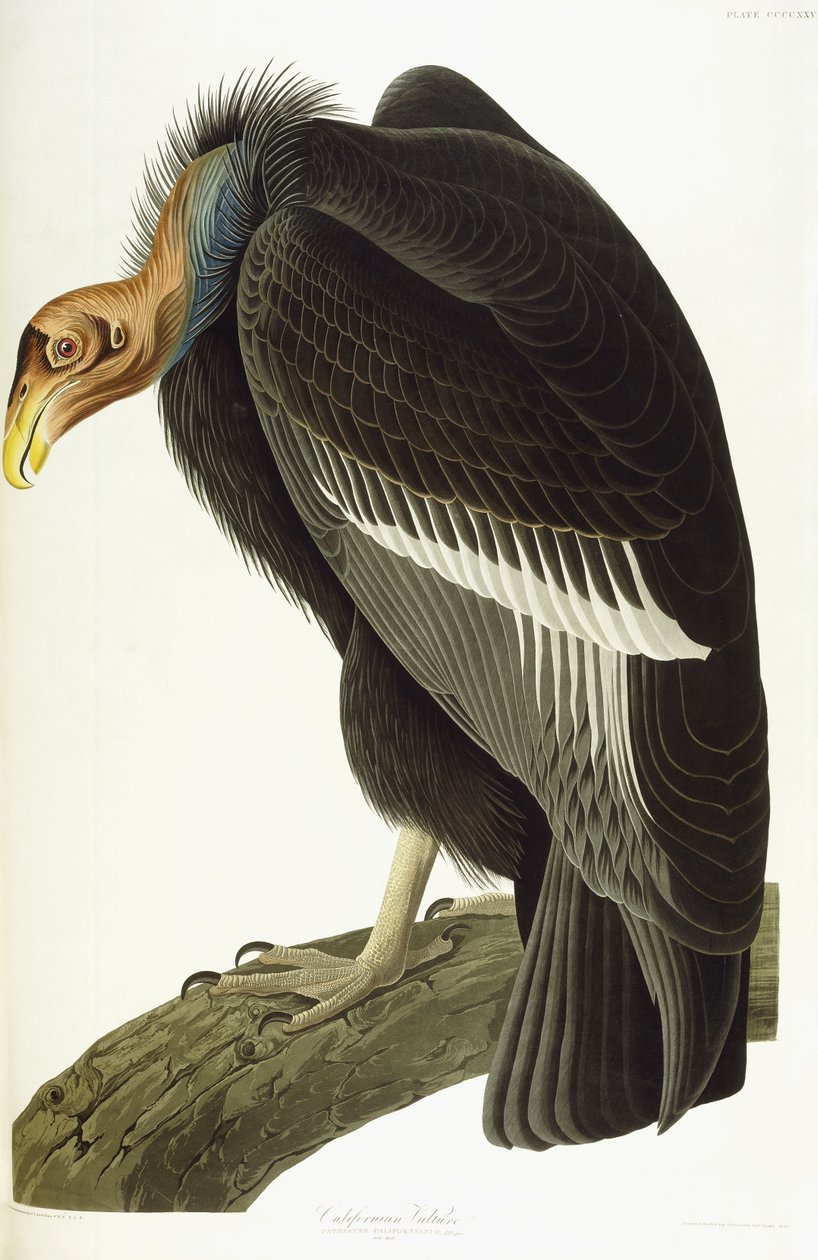 Sęp kalifornijski, stary samiec, 1838 autorstwa John James Audubon