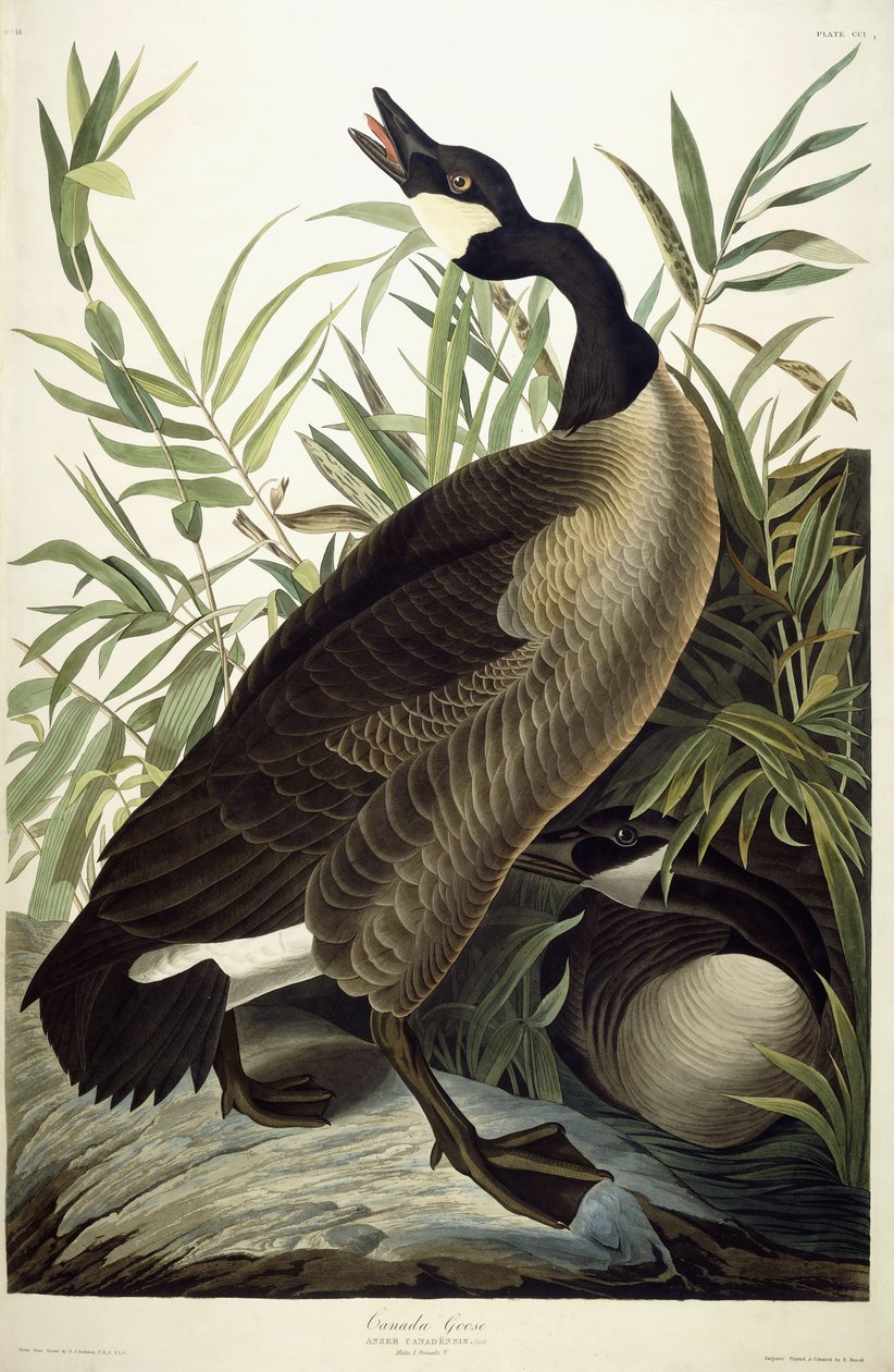 Gęś kanadyjska, ok. 1827-1838 autorstwa John James Audubon